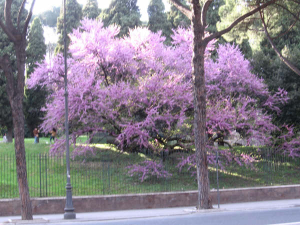 Il Cercis fiorito al Palatino