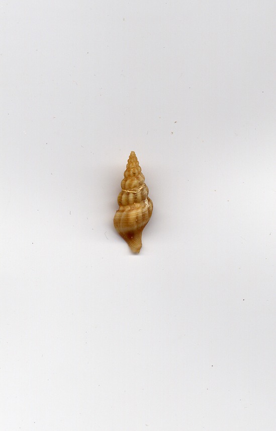 Comarmondia gracilis