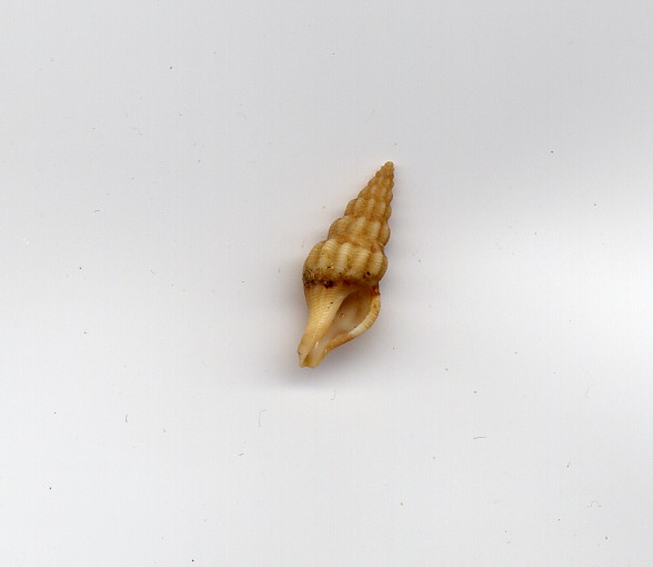 Comarmondia gracilis