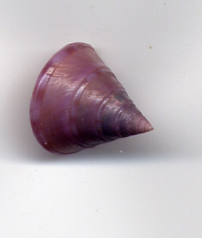 Calliostoma conolum viola & Raphitoma bicolor