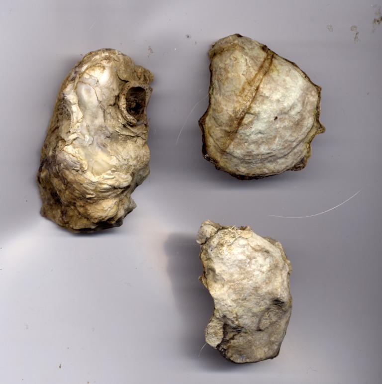 Crassostrea angulata