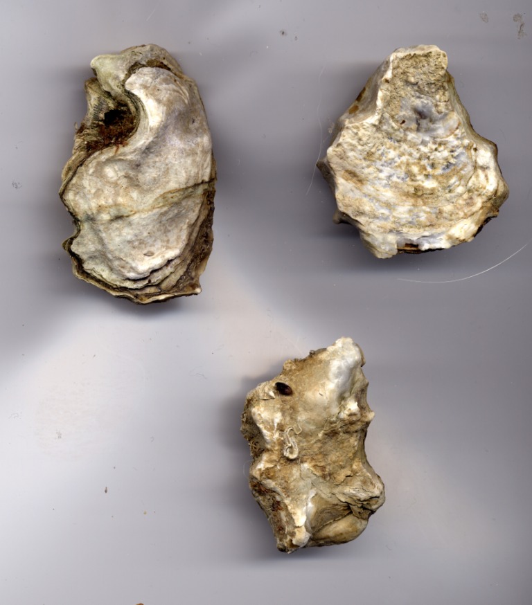 Crassostrea angulata