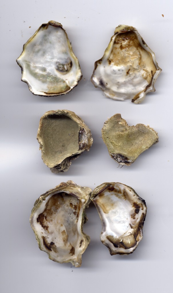 Crassostrea angulata
