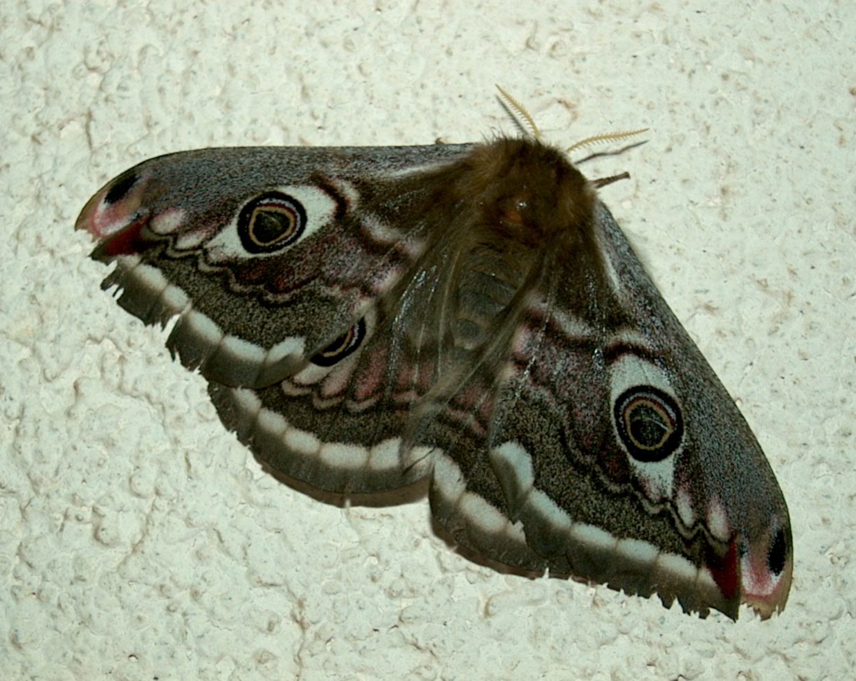 Saturnia pavoniella