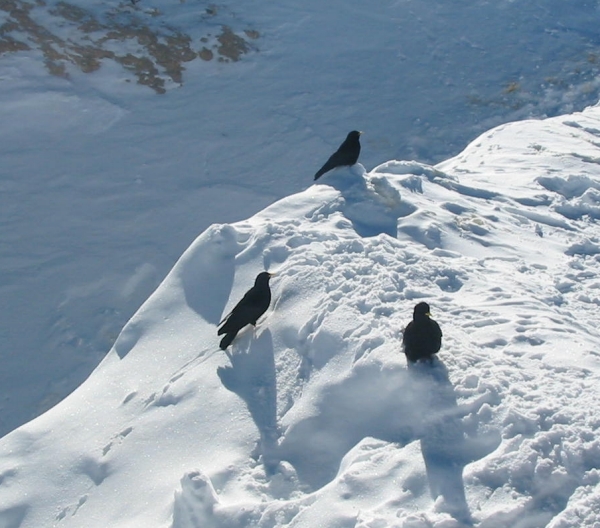 Gracchio alpino - Pyrrhocorax graculus