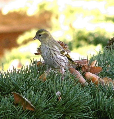 Lucherino -  Carduelis spinus