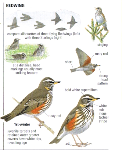 Tordo bottaccioTurdus philomelos