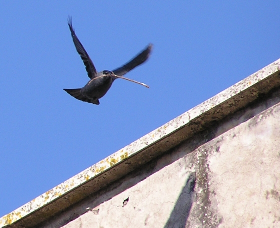 Taccola nel blu - Corvus monedula