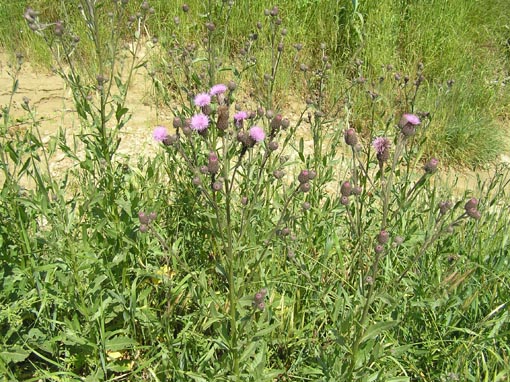 Cirsium arvense & Centaurea gialla