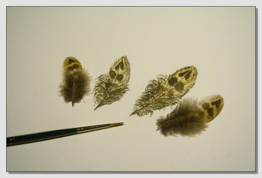 Disegno naturalistico 2Lezione