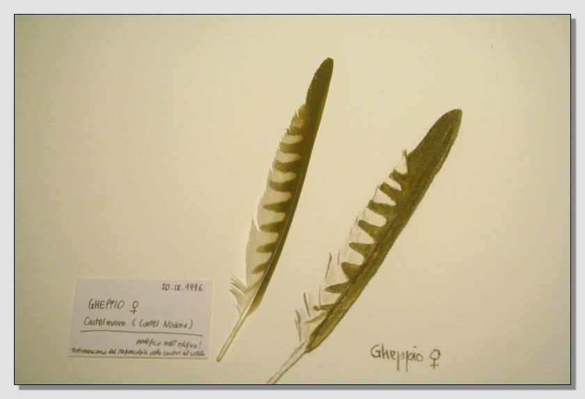 Disegno naturalistico 2Lezione