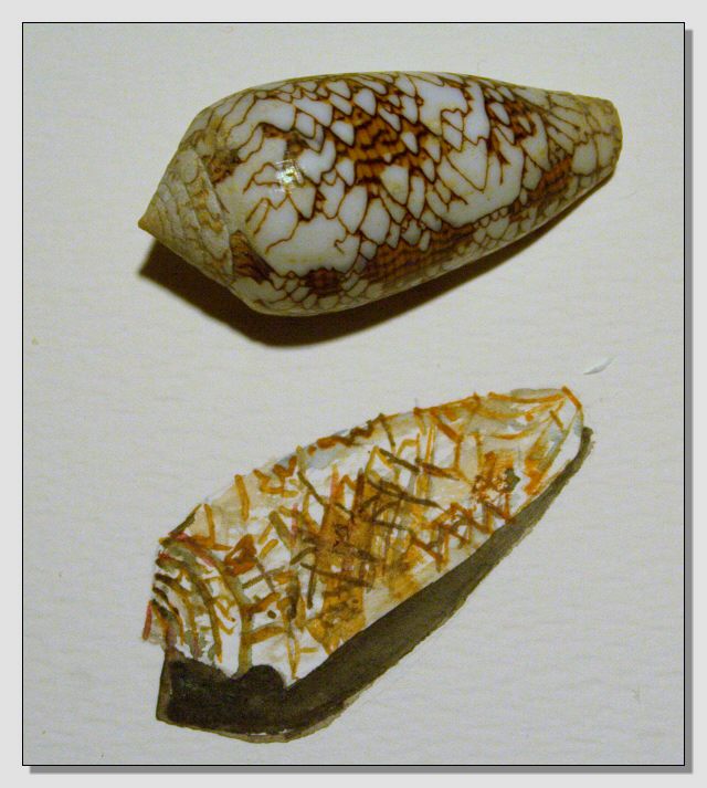 Disegno naturalistico 2Lezione