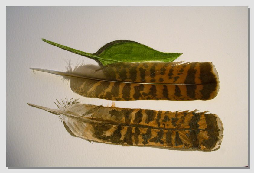 Disegno naturalistico 2Lezione