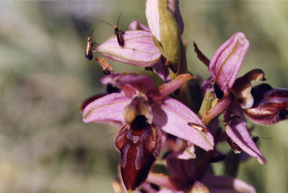 Micropteryx  calthella