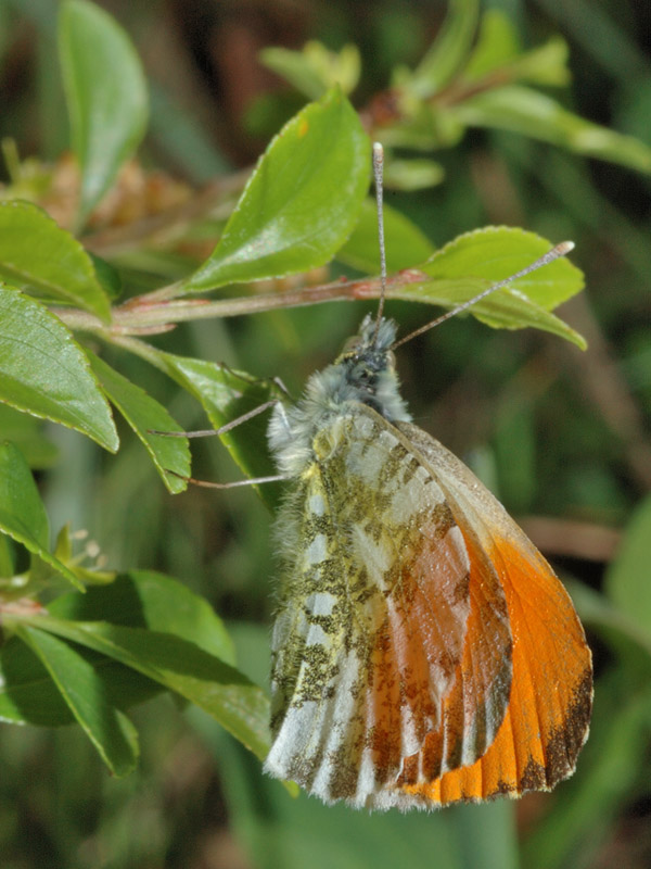 Maschio di Anthocharis cardamines