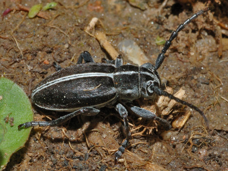 Dorcadion arenarium subcarinatum (Col.,Cerambycidae)