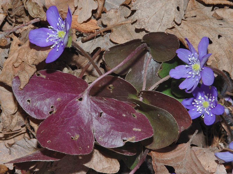 Hepatica nobilis / Erba trinit