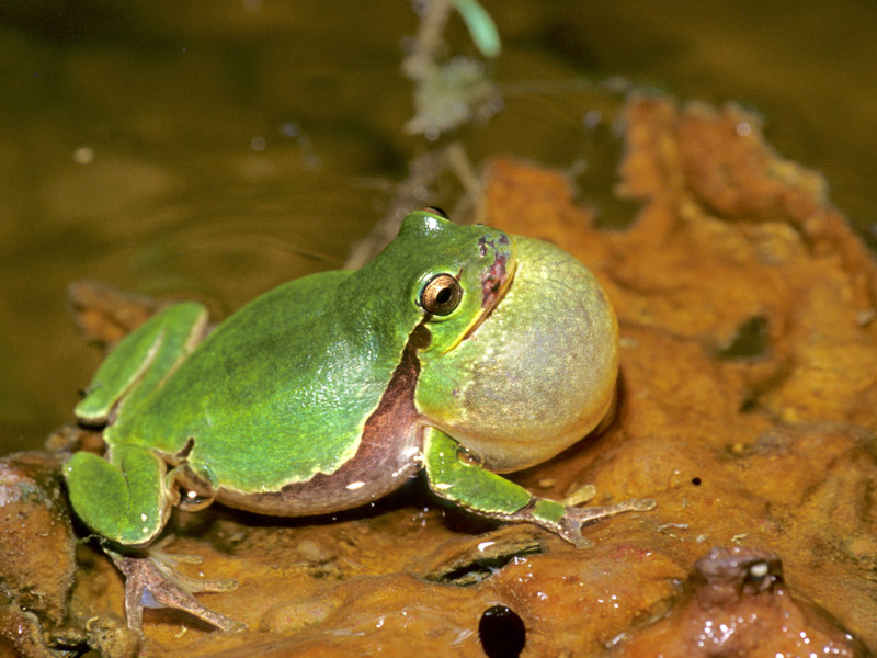 Hyla intermedia