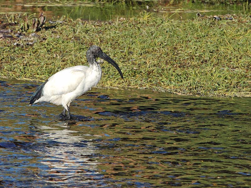 Ibis sacro - Threskiornis aethiopicus