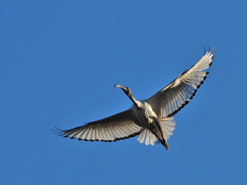 Ibis sacro - Threskiornis aethiopicus