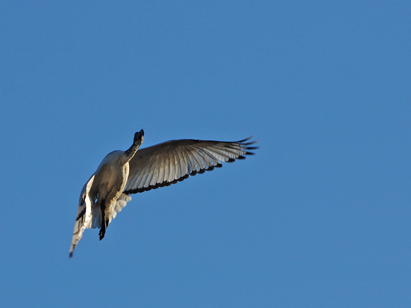 Ibis sacro - Threskiornis aethiopicus