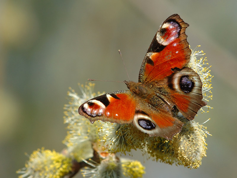 Aglais io