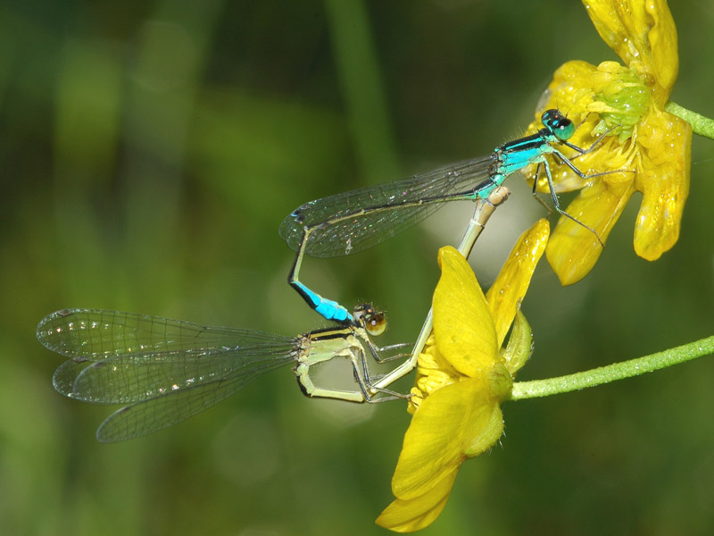 Ischnura elegans femmina