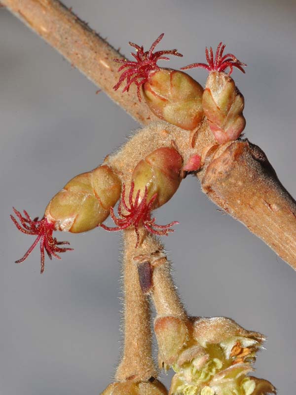 Nocciolo Maschio