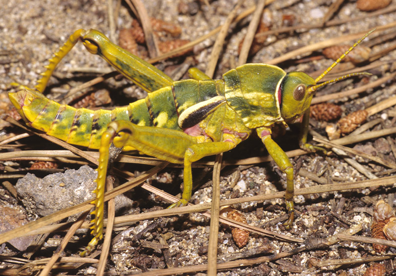 Insetti endemici italiani: Pamphagus sardeus