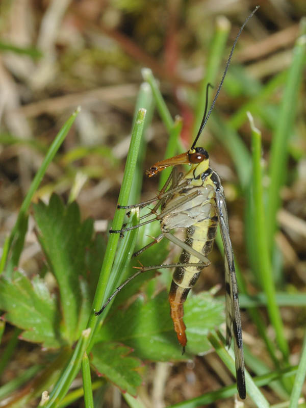 Panorpa communis