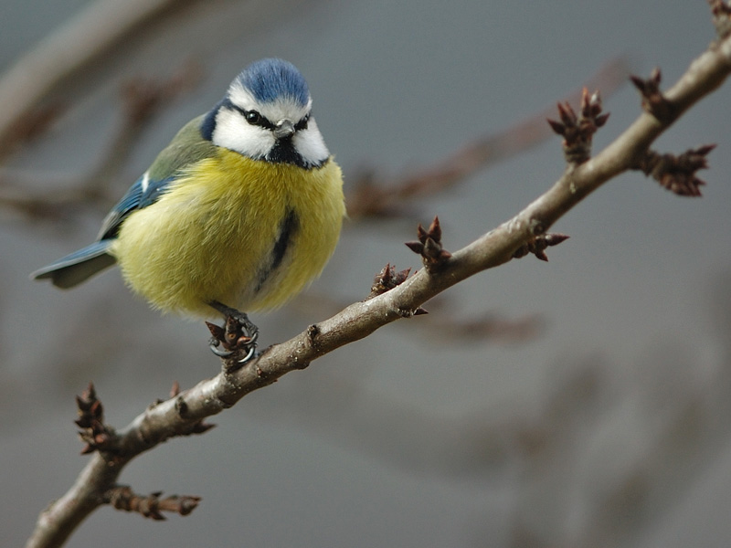 Cinciarella -  Cyanistes caeruleus