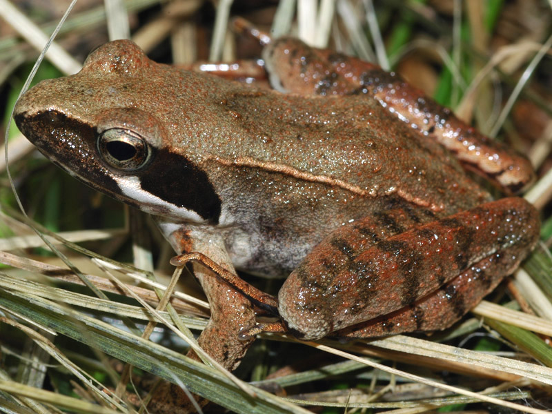 Rana di Lataste