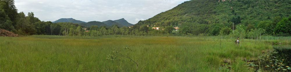 Rospo comune