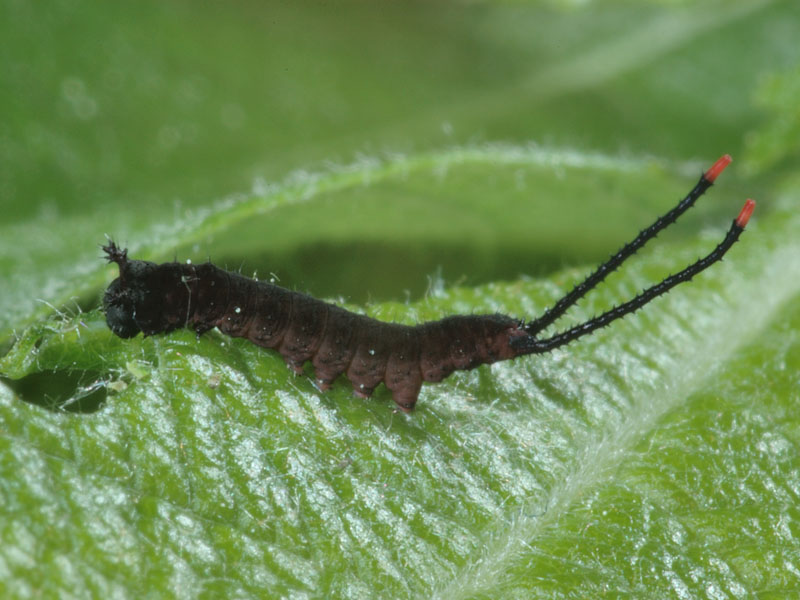 Larva di Cerura vinula