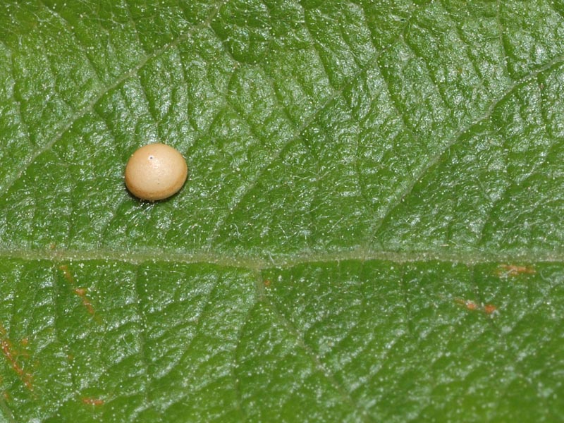 Larva di Cerura vinula