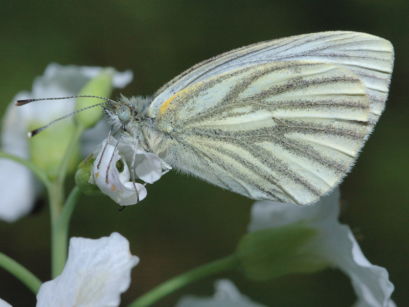 Pieris napi f. meridionalis ?