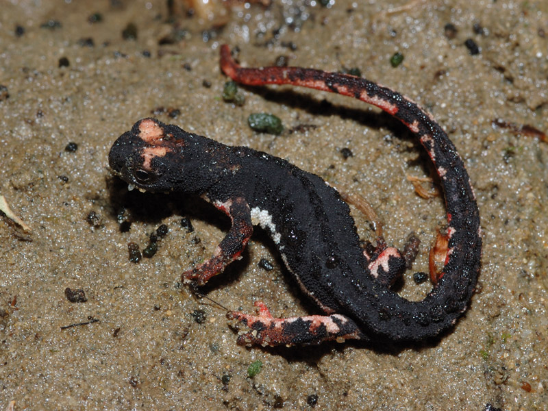 Salamandrina perspicillata