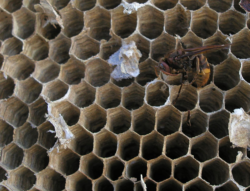 QUIZ: favo di Vespa crabro