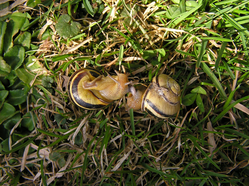 Cepaea (Cepaea) nemoralis (Linnaeus, 1758)