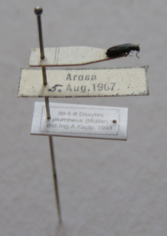 Scarabaeus variolosus