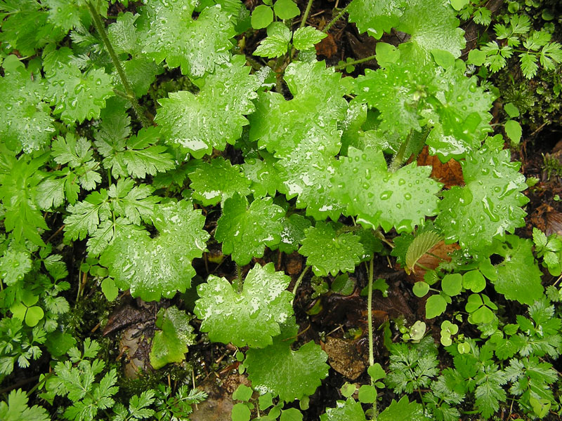 Saxifraga rotundifolia / Sassifraga a foglie rotonde