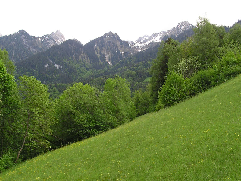 Cruciata glabra / Crocettona glabra