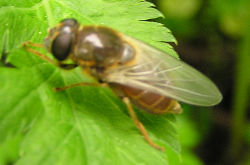 Syrphidae ?