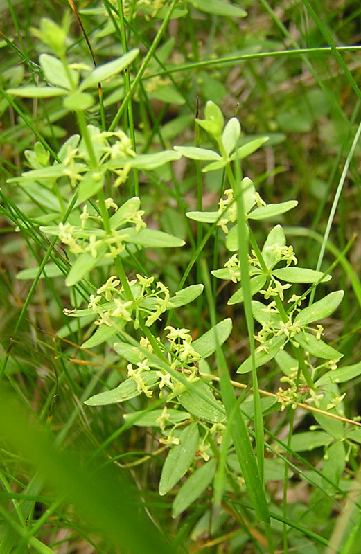 Cruciata glabra / Crocettona glabra