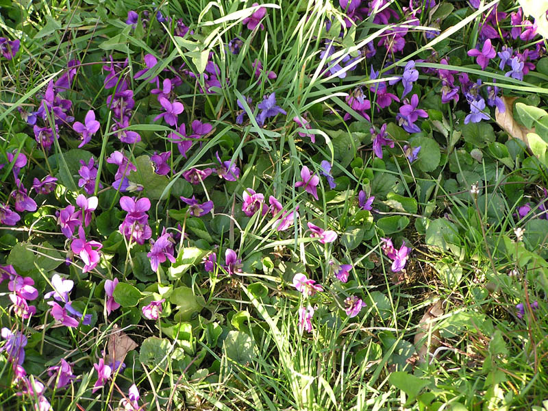 Viola - strana?