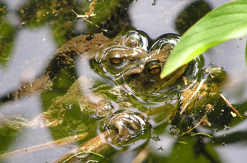 Un bellissimo Bufo bufo