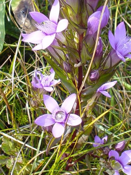 che gentianella �?