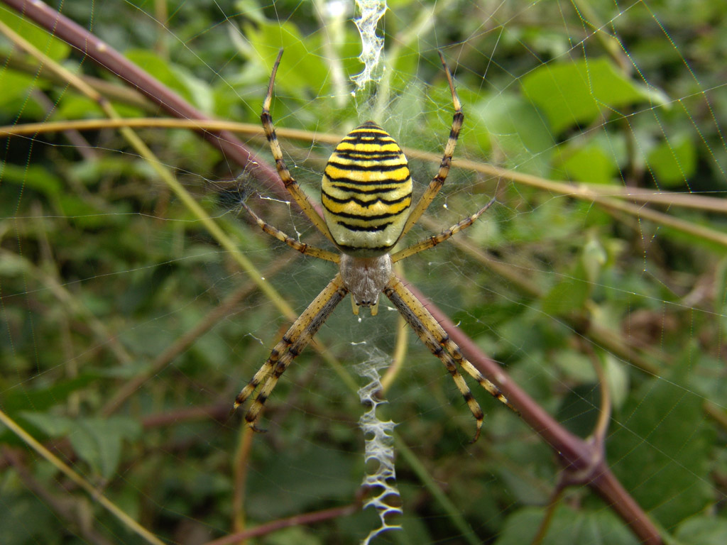 Argiope bruennichi