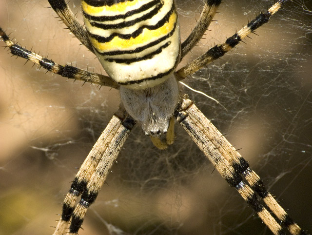 Argiope bruennichi