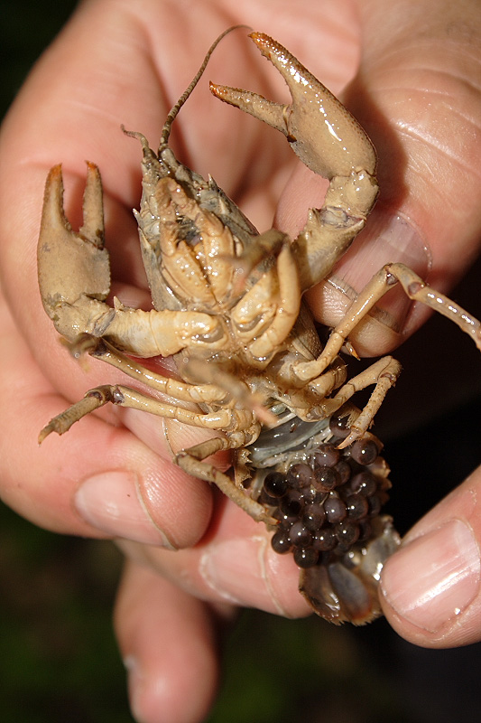 Austropotamobius pallipes